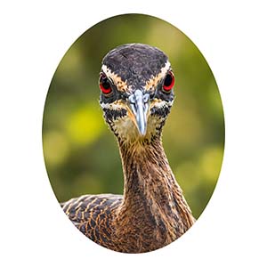 Sunbittern Head from Front